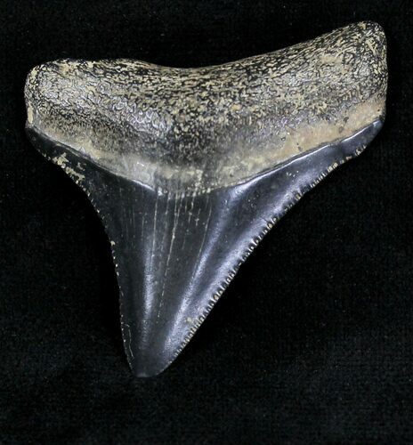 Serrated Juvenile Megalodon Tooth #20560
